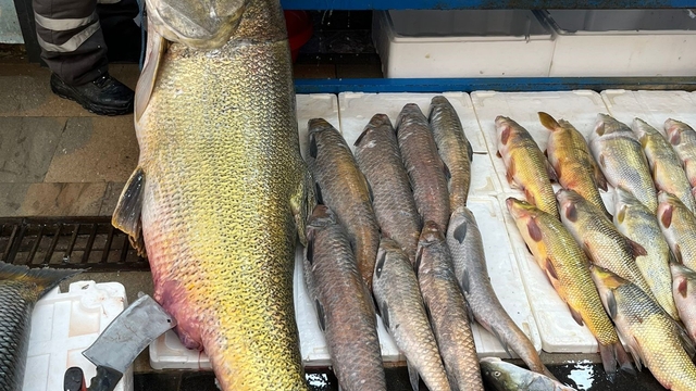 Batman'da 120 kiloluk dev turna balığı görenleri hayrete düşürdü