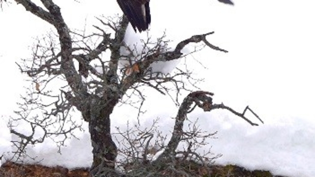 Karganın kartal ile tehlikeli oyunu kamerada