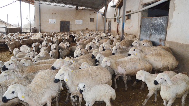 'Aksaray'da, 1 milyon küçükbaş varlığı var'