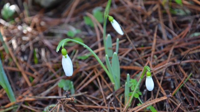 Bu çiçeği koparmanın bedeli dudak uçuklatıyor
Baharın müjdecisi kardelenler Spil Dağı Milli Parkında açtı
Koruma altındaki kardelenleri koparmanın cezası ise bu sene 699 bin 245 TL'ye yükseldi