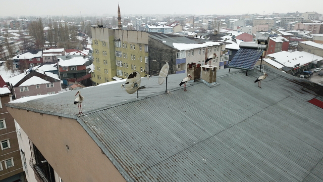 Baharın müjdecisi leylekler kışın ortasında Ağrı'ya geldi