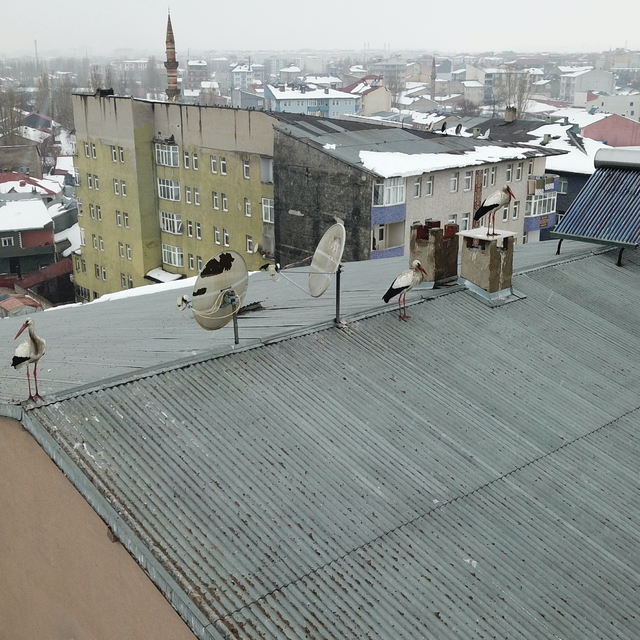 Baharın müjdecisi leylekler kışın ortasında Ağrı'ya geldi