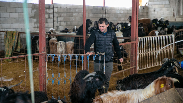 6 ŞUBAT DEPREMLERİNİN ÜÇÜNCÜ YILI - Depremde hayvanlarını kaybeden besici, üretime devlet desteğiyle tutundu