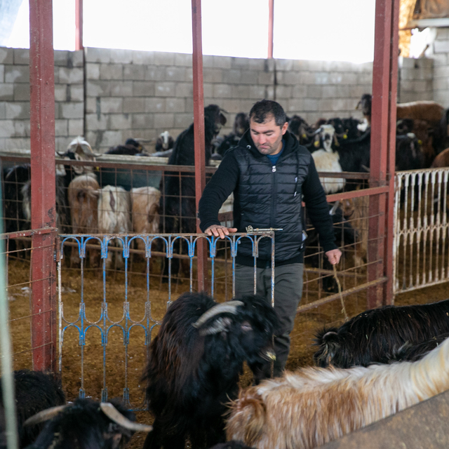 6 ŞUBAT DEPREMLERİNİN ÜÇÜNCÜ YILI - Depremde hayvanlarını kaybeden besici,...