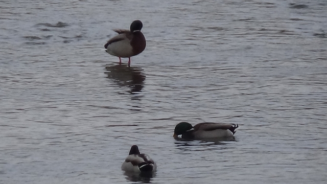 Kars'ta yaban hayatı şehre indi: Yeşilbaş ördeklerin yemek mesaisi kamerada