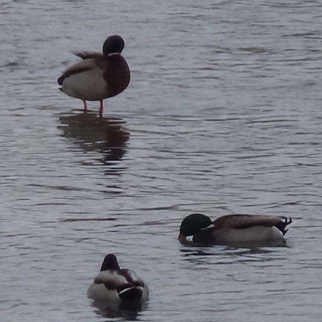 Kars'ta yaban hayatı şehre indi: Yeşilbaş ördeklerin yemek mesaisi kamerada