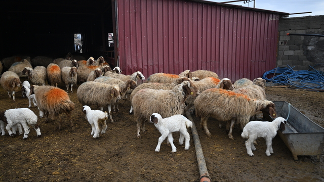 6 ŞUBAT DEPREMLERİNİN ÜÇÜNCÜ YILI - Depremde hayvanlarını kaybeden besici, devlet desteğiyle üretimini katladı