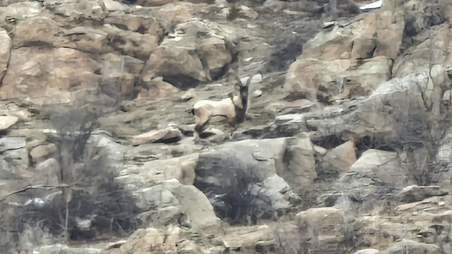 Hizan'da dağ keçileri sürü halinde görüntülendi