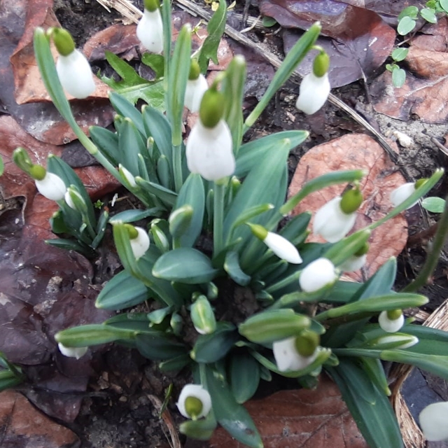 Bolu'da "baharın müjdecisi" kardelenler yüzünü erken gösterdi