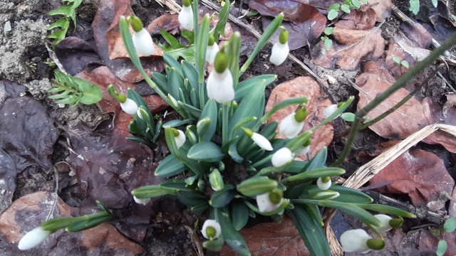 Bolu'da "baharın müjdecisi" kardelenler yüzünü erken gösterdi