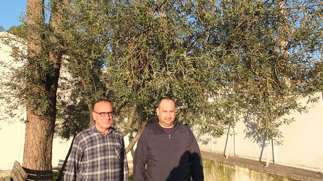 Burhaniye'de yağmurlar zeytincileri sevindirdi