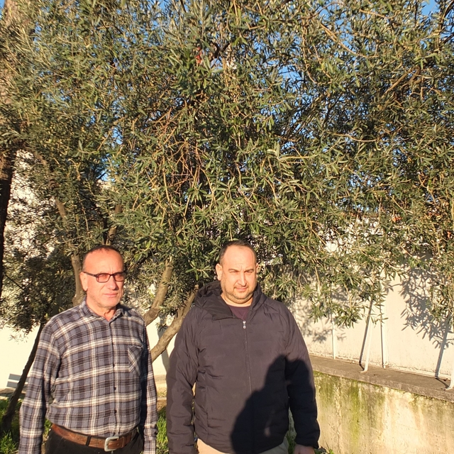 Burhaniye'de yağmurlar zeytincileri sevindirdi