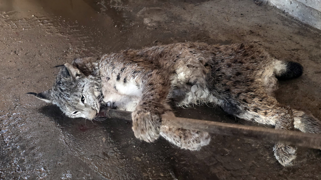 Sivas'ta arazide yaralı halde bulunan vaşak tedavi altına alındı