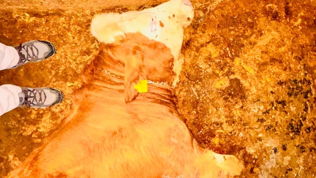 Yozgat'ta ahırlara yıldırım düştü, hayvanlar telef oldu
ÇEDAŞ'ın topraklaması olmayan elektrik direği 3 ineğin telef olmasına neden oldu