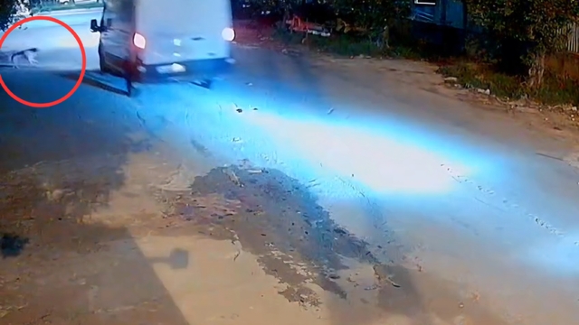 Kamyonet sürücüsü, araca havlayan köpeği ezdi