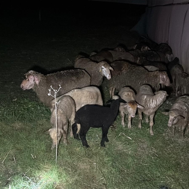 Tekirdağ'da çiftlik yangınında, 60 küçükbaş öldü