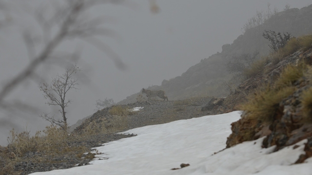 Kemaliye'de vaşak ve kızıl akbaba doğal yaşam alanlarında görüntülendi