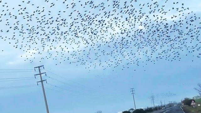Sığırcıkların erken bahar provası