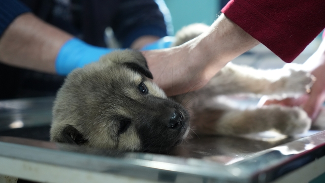 Bayburtlu şoförden insanlık dersi: Başka sürücünün çarpıp kaçtığı yaralı köpeğe umut oldu