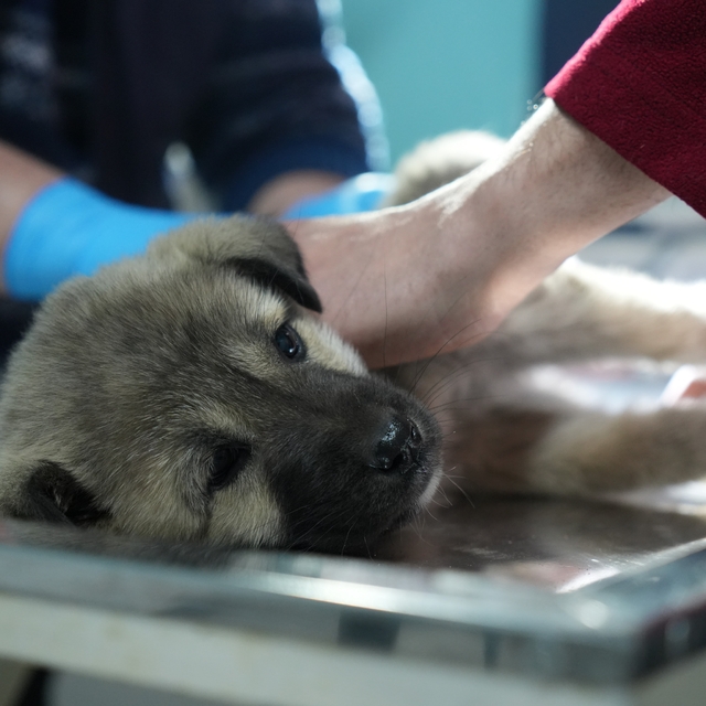 Bayburtlu şoförden insanlık dersi: Başka sürücünün çarpıp kaçtığı yaralı kö...