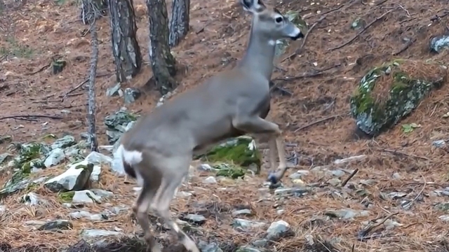 Uludağ'da fotokapana yakalanan karacanın sevimli halleri