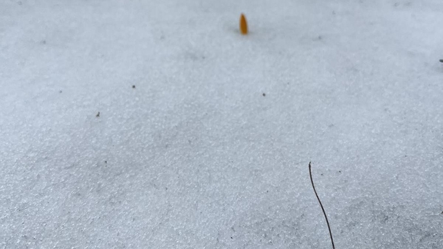 Simav Gölcük Yaylası'nda karda açan çiğdemler ilgi görüyor