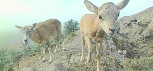Anadolu yaban koyunu yavrularıyla görüntülendi