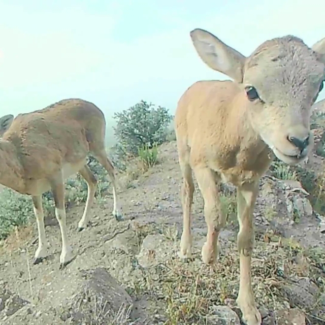 Anadolu yaban koyunu yavrularıyla görüntülendi