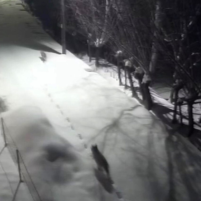 Gürün'de kurtlar mahalleye indi