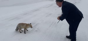 Belediye başkanı karlı yolda aç kalan tilkiyi eliyle besledi