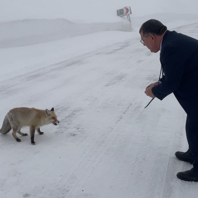 Belediye başkanı karlı yolda aç kalan tilkiyi eliyle besledi
