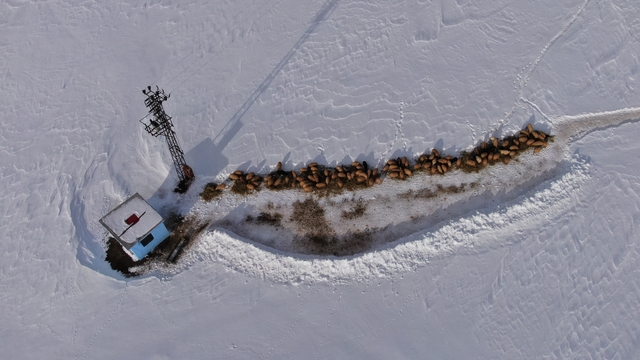 Van'da besicilerin karda zorlu mesaisi sürüyor