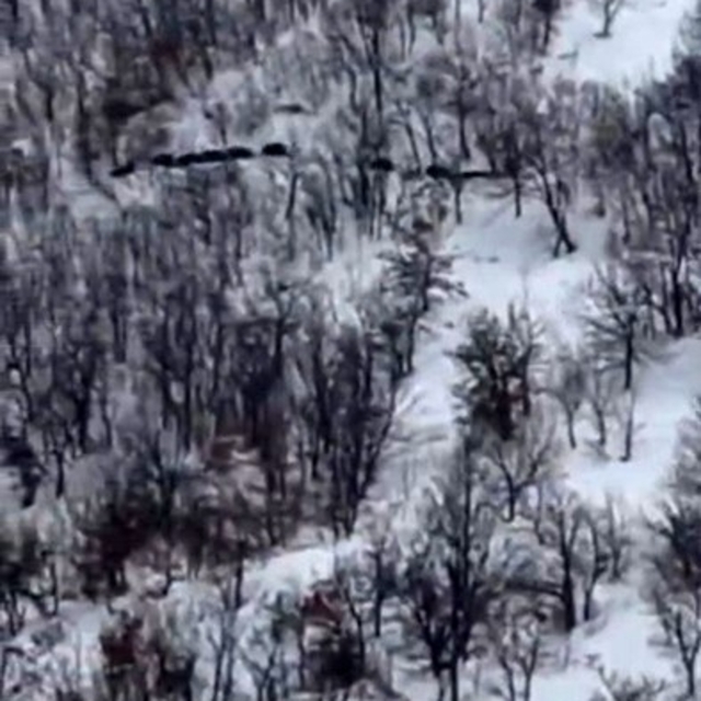 Elazığ'da domuz sürüsünü 'ordu geliyor' diye kayda aldı