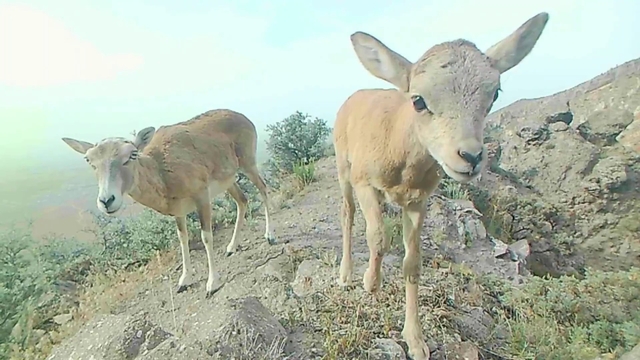 Anadolu yaban koyunu yavrularıyla görüntülendi