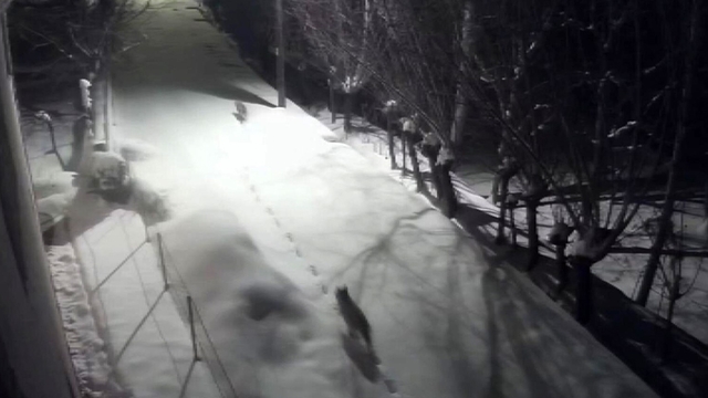 Gürün'de kurtlar mahalleye indi