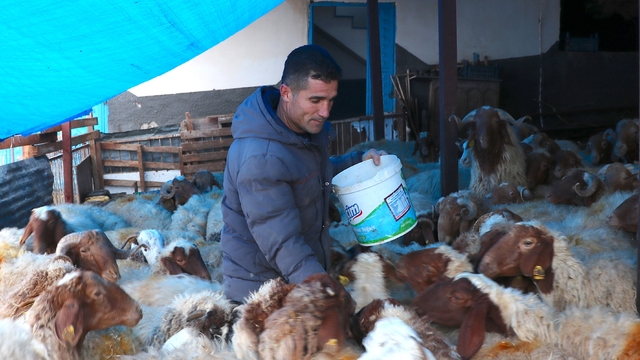 6 ŞUBAT DEPREMLERİNİN ÜÇÜNCÜ YILI  - Depremzede besici, devlet desteğiyle hayvan sayısını artırdı