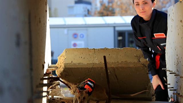 Antalya'da eğitilen Afrika keseli sıçanları enkaz altındaki "göz" olacak
Enkazda 'canlı' izi süren GPS ve kameralı fareler arama kurtarma çalışmalarına destek için eğitiliyor
Enkaza salınan Afrika keseli sıçanları, canlıya yaklaştıklarında yeleklerindeki sinyal vericiyi kullanarak üs noktasına uyarı gönderiyorlar
Kahraman Fareler Program Lideri Dr. Danielle Giangrasso:
"Amacımız, bu küçük kahramanların hayat kurtarmasına katkı sağlamak"