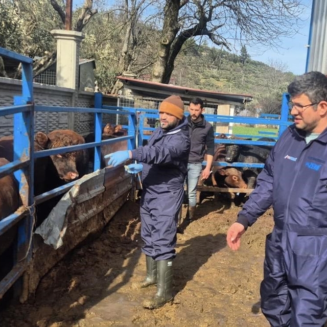 Menteşe'de ithal besilik hayvanların sağlık kontrolleri yapıldı