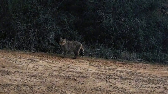 Ganos Dağları'nda yaban kedisi görüldü