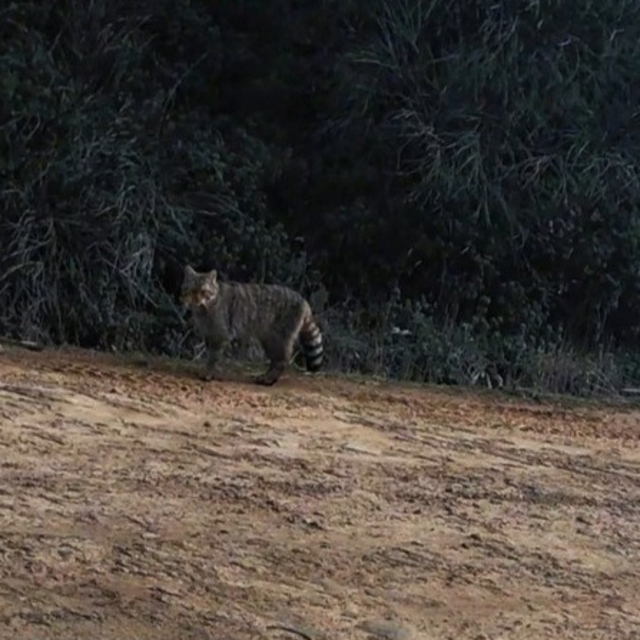 Ganos Dağları'nda yaban kedisi görüldü