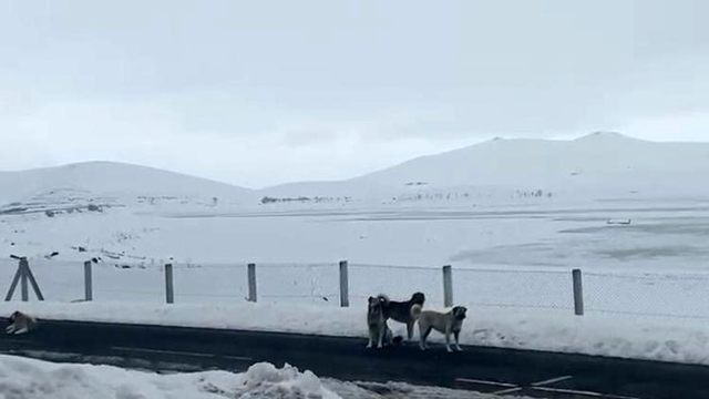 Ağrı'da başıboş sokak köpekleri tehlike saçıyor