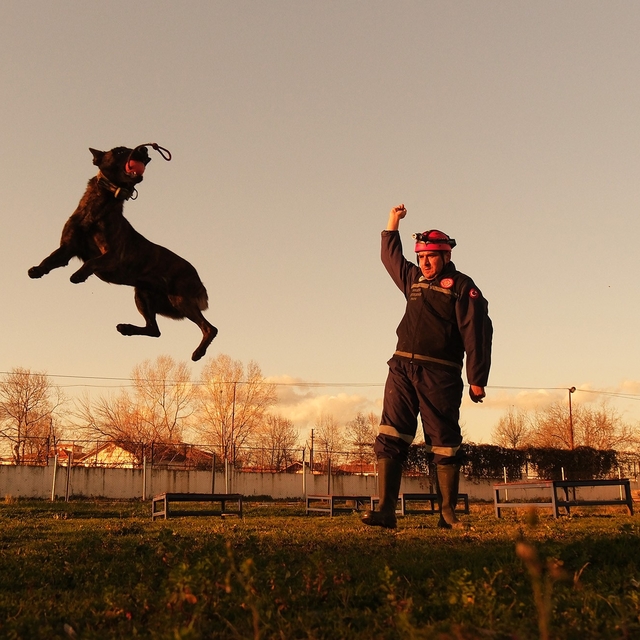 Sakarya itfaiyesinin eğitimli köpekleri operasyonlar için hazır kıta bekliy...