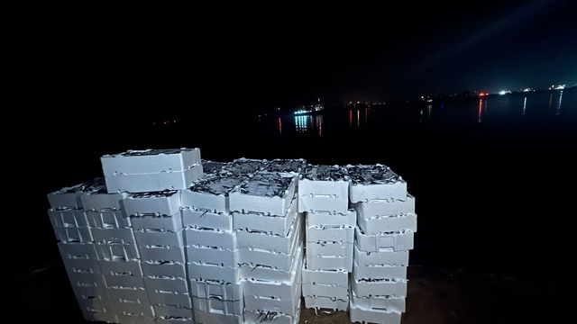 Kırklareli'nde yasal boy sınırı altında avlanan 1 ton 300 kilogram istavrite el konuldu