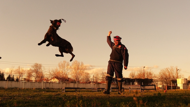 Sakarya itfaiyesinin eğitimli köpekleri operasyonlar için hazır kıta bekliyor