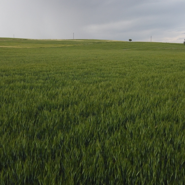 Konya'da yüksek kesimler yağışa doydu