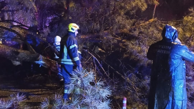 Aydın'da seyir halindeki otomobilin üzerine ağaç devrildi; çift yaralandı