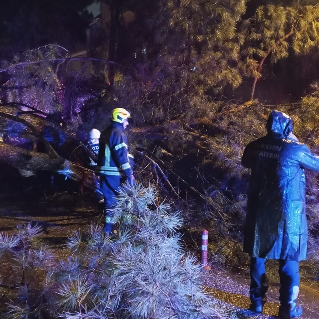 Aydın'da seyir halindeki otomobilin üzerine ağaç devrildi; çift yaralandı
