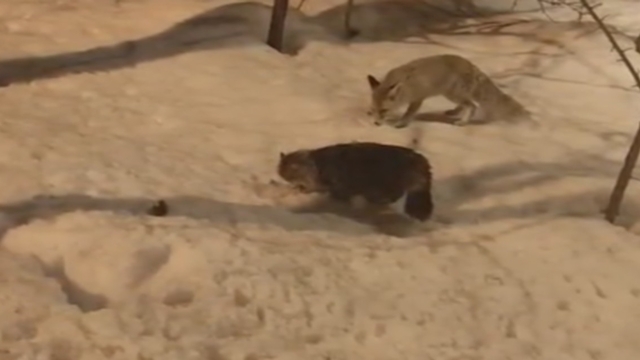 Hakkari'de tilki ile kedinin şaşırtan görüntüsü