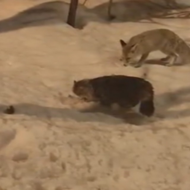 Hakkari'de tilki ile kedinin şaşırtan görüntüsü