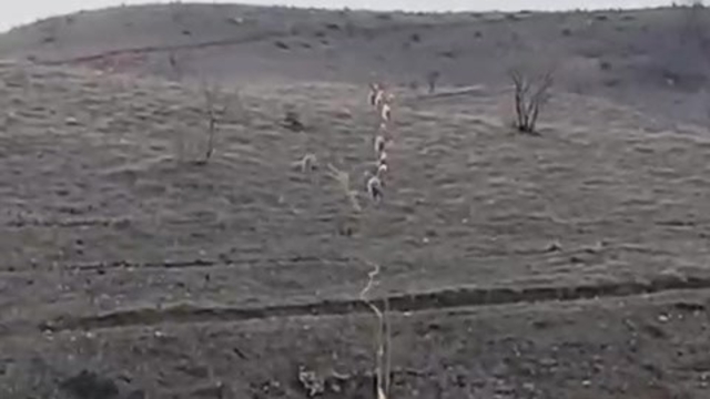 Batman'da nesli tükenme tehlikesinde olan dağ keçileri görüntülendi